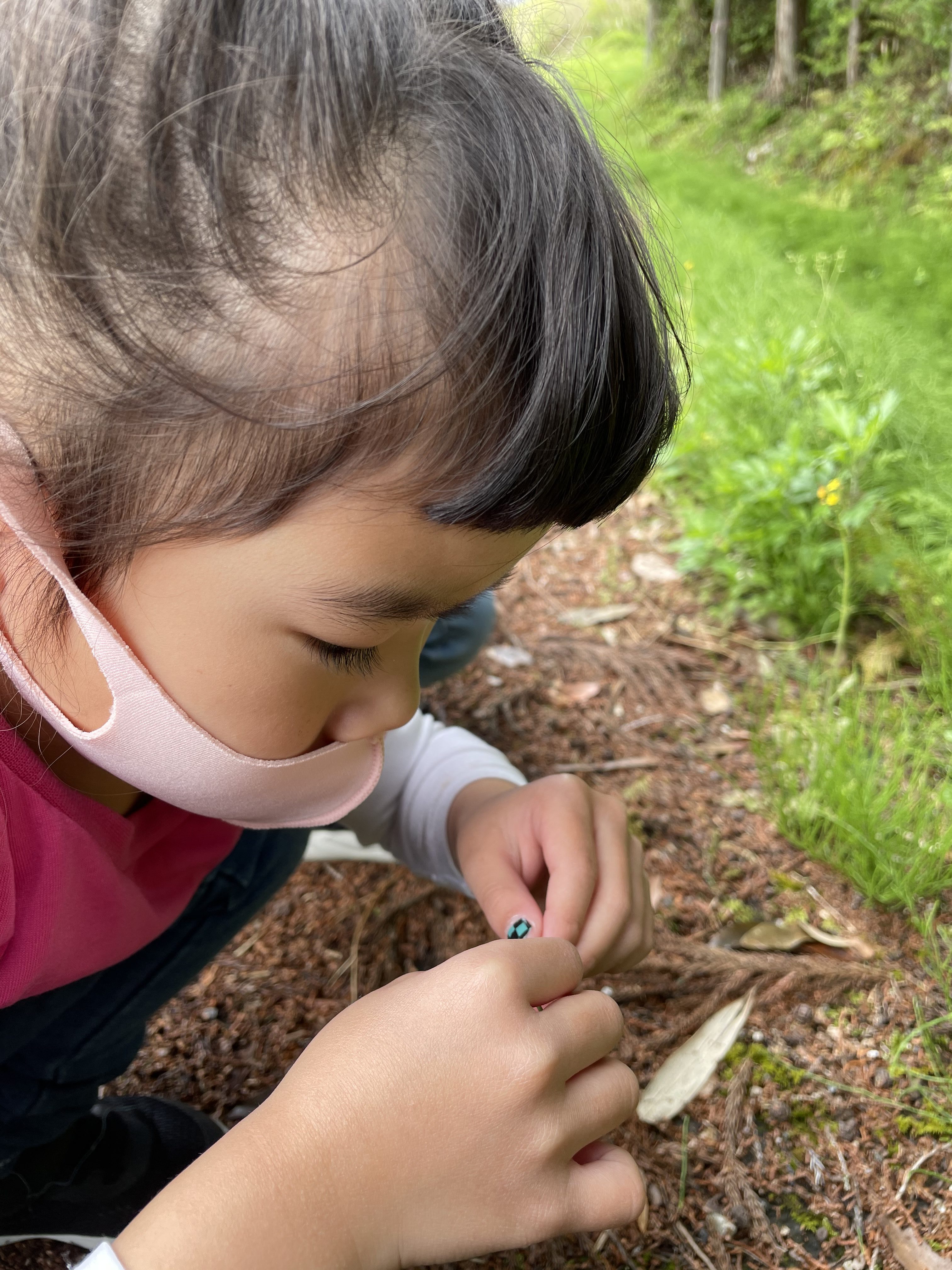 スギナって・・・